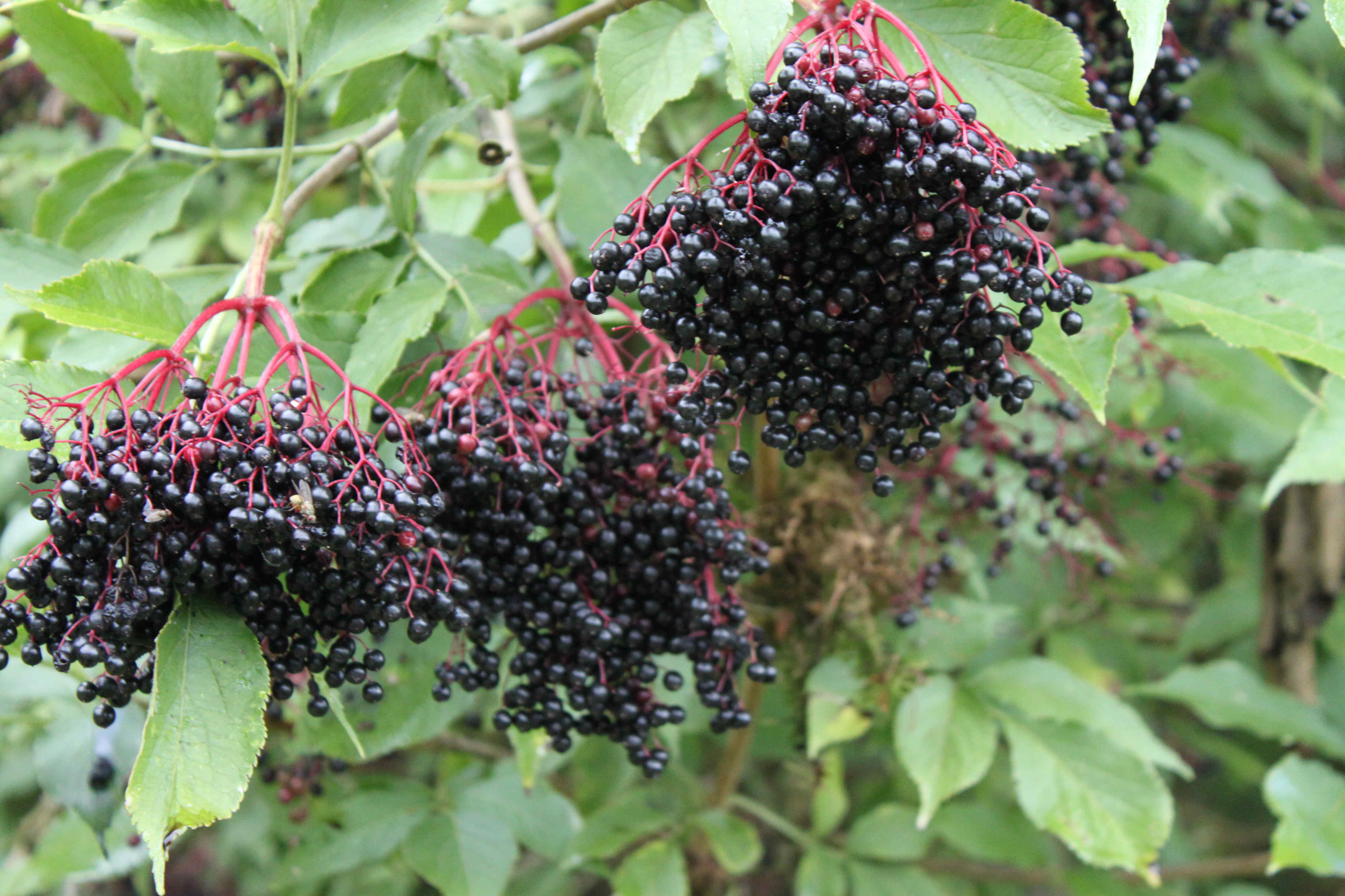 reife Holunderbeeren